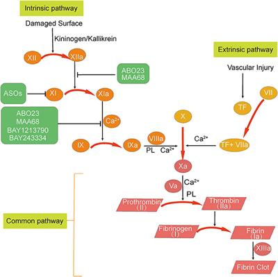 Factor XI, a potential target for anticoagulation therapy for venous thromboembolism